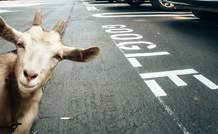 google-street-view-animais-em-poses-engracadas