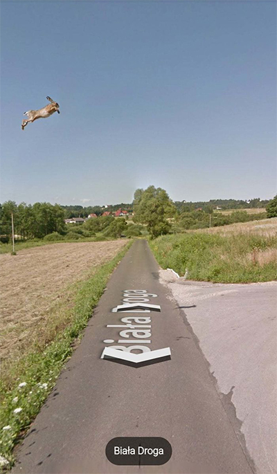 google-street-view-animais-poses-engracadas-01