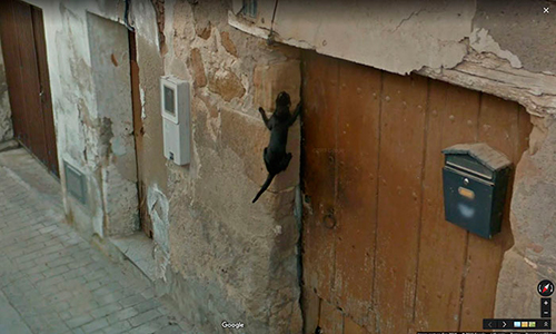 google-street-view-animais-poses-engracadas-04