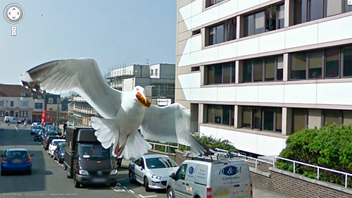 google-street-view-animais-poses-engracadas-05