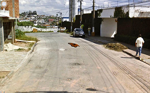 google-street-view-animais-poses-engracadas-06