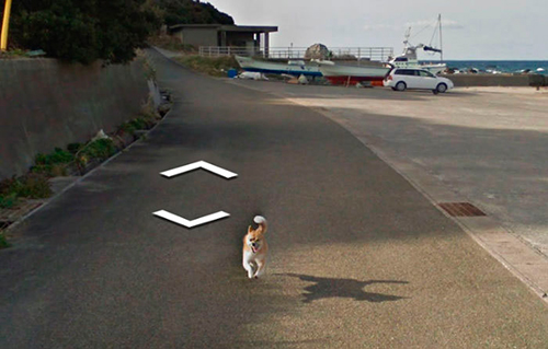 google-street-view-animais-poses-engracadas-07