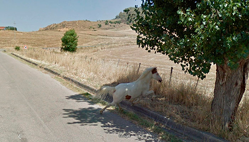 google-street-view-animais-poses-engracadas-09