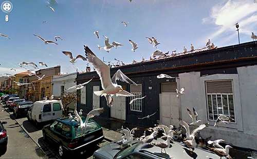 google-street-view-animais-poses-engracadas-12