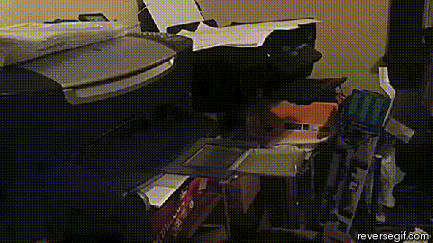 gatinho colocando um documento em um faz para enviá-lo