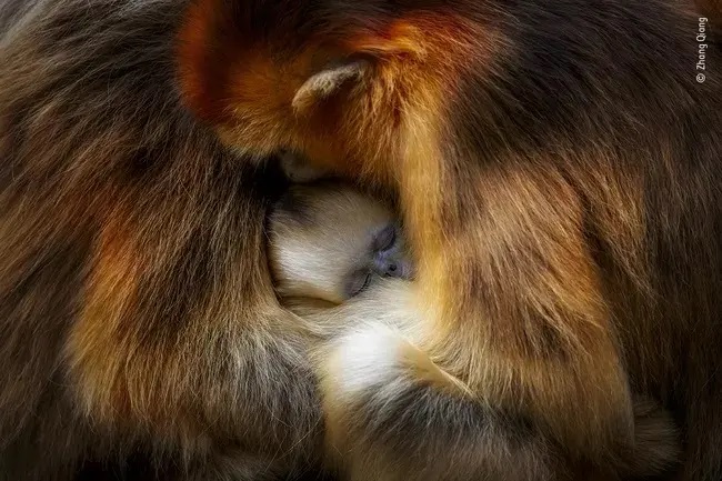 Zhang-Qiang-Monkey-cuddle